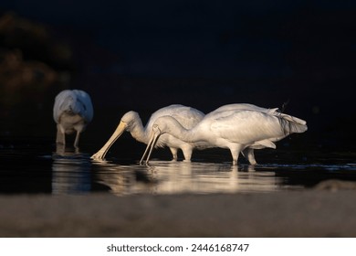 5月5日NBA季后赛激战正酣，锁定直播间见证巅峰对决