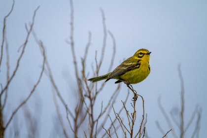 MotoGP世界摩托车锦标赛精彩赛事全程高清直播 MotoGP世界摩托车锦标赛精彩赛事全程高清直播